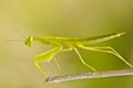 European Dwarf Mantis