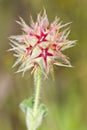 Trefoil (Trifolium stellatum) Royalty Free Stock Photo