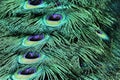 Close up view in detail of peacock Tail Feather