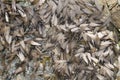 swarm of winged termites