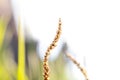 Details of wild plant with seeds , selective focus