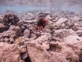 Close up view of Devil firefish or common lionfish Pterois miles at coral reef Royalty Free Stock Photo