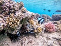 Close up view of Devil firefish or common lionfish Pterois miles at coral reef Royalty Free Stock Photo