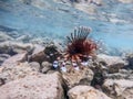 Close up view of Devil firefish or common lionfish Pterois miles at coral reef Royalty Free Stock Photo