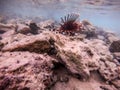 Close up view of Devil firefish or common lionfish Pterois miles at coral reef Royalty Free Stock Photo