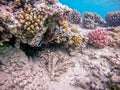 Close up view of Devil firefish or common lionfish (Pterois miles) at coral reef Royalty Free Stock Photo