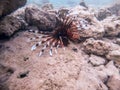 Close up view of Devil firefish or common lionfish (Pterois miles) at coral reef Royalty Free Stock Photo