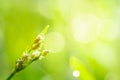 Close up view of dewdrops on green grass in the morning Royalty Free Stock Photo