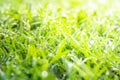 Close up view of dewdrops on green grass in the morning Royalty Free Stock Photo