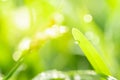 Close up view of dew drops on green grass in the morning Royalty Free Stock Photo