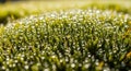 Close-up view of dewdrops on a Royalty Free Stock Photo