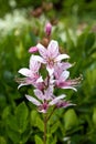 Close up view of dictamnus albus, bush of Moses, burning bush pink veined flowers on blurred natural background. Selected focus.