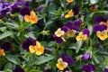 Close-up view of different viola flowers in the sunny day. group of pansies in the garden