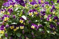 Close-up view of different viola flowers in the sunny day. group of pansies in the garden Royalty Free Stock Photo