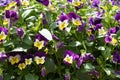 Close-up view of different viola flowers in the sunny day. group of pansies in the garden Royalty Free Stock Photo