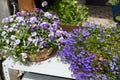 Close-up view of different viola flowers in the sunny day. group of pansies in the garden Royalty Free Stock Photo