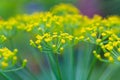Close up view on a dill umbrella blooming on high stem