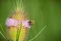 Close up view of Dipsacus fullonum flower with honey bee, shallow depth of field