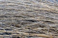 Close-up view of discarded tree branches, Japan