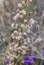 Dittrichia graveolens flower