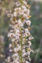 Dittrichia graveolens flower