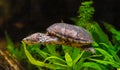 Close-up view of a diving Common musk turtle Royalty Free Stock Photo