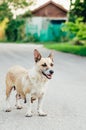 Close up view of a dog