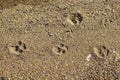 Close up view of dog footprint