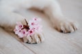 close up view of dog paws with a bunch of almond tree flowers. springtime concept