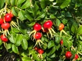 Close up view of dog rose berries. Rosa canina. Big rosehip