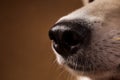 Close-up view at dog`s nose in studio on brown background with copy space