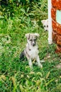 Close up view of a dog