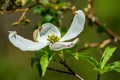 Close-up View of a Dogwood Flower