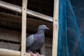 Close up view of domestic pigeon inside of a bamboo loft (Bangladeshi) Royalty Free Stock Photo