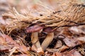 Double mushroom imleria badia commonly known as the bay bolete or boletus badius growing in pine tree forest