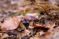 Double mushroom imleria badia commonly known as the bay bolete or boletus badius growing in pine tree forest