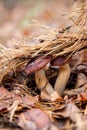 Double mushroom imleria badia commonly known as the bay bolete or boletus badius growing in pine tree forest