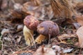 Double mushroom imleria badia commonly known as the bay bolete or boletus badius growing in pine tree forest Royalty Free Stock Photo