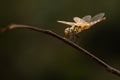 Perching dragonfly Royalty Free Stock Photo