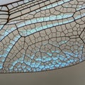 Close up view of a dragonfly wing emphasizing its intricate structure Royalty Free Stock Photo