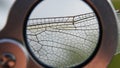 Close up view of a dragonfly wing Odonata through a magnifying glass Royalty Free Stock Photo