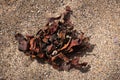 Close-up View of Dried Brown Seaweed Clump on Textured Beach