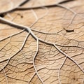 a close up view of a dried leaf Royalty Free Stock Photo