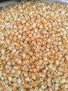 A close up view of dried maize & x28;corn& x29; kernels. Royalty Free Stock Photo