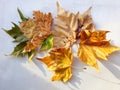 Autumn leaves on white textile background Royalty Free Stock Photo