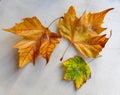 Autumn leaves on white textile background Royalty Free Stock Photo