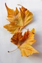 Plane trees & x28;Platan& x29; autumn leaves on white textile background Royalty Free Stock Photo