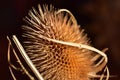 A dried teasel flower head