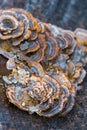 Close up view of dried Turkey tail mushroom on a tree Royalty Free Stock Photo