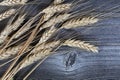 Close up view of dried wheat stalks or ear on weathered wooden plank Royalty Free Stock Photo